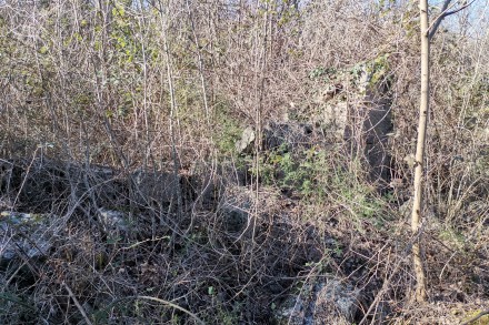 Una grande foresta con una rovina